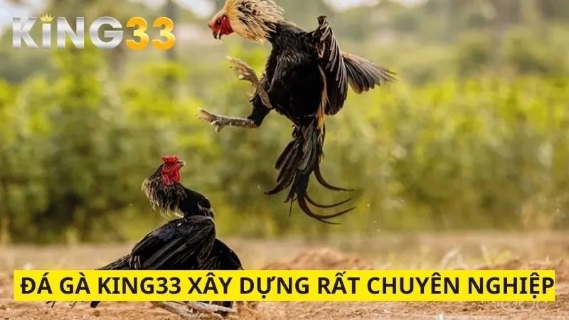 Đá gà King33 được xây dựng rất chuyên nghiệp