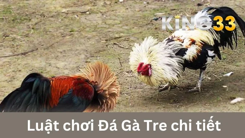 Luật chơi Đá Gà Tre chi tiết